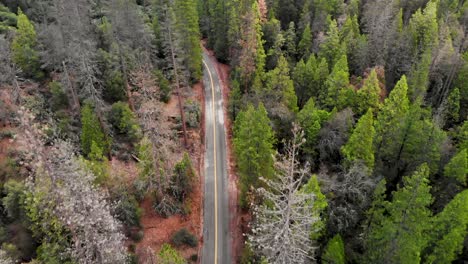 toma aérea sobre un camino pavimentado a través del bosque después de una lluvia de invierno