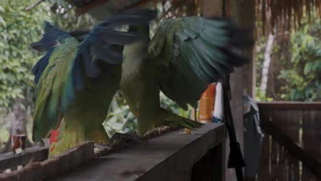 two festive amazon parrots fighting in the open wooden hut in the amazon rainforest