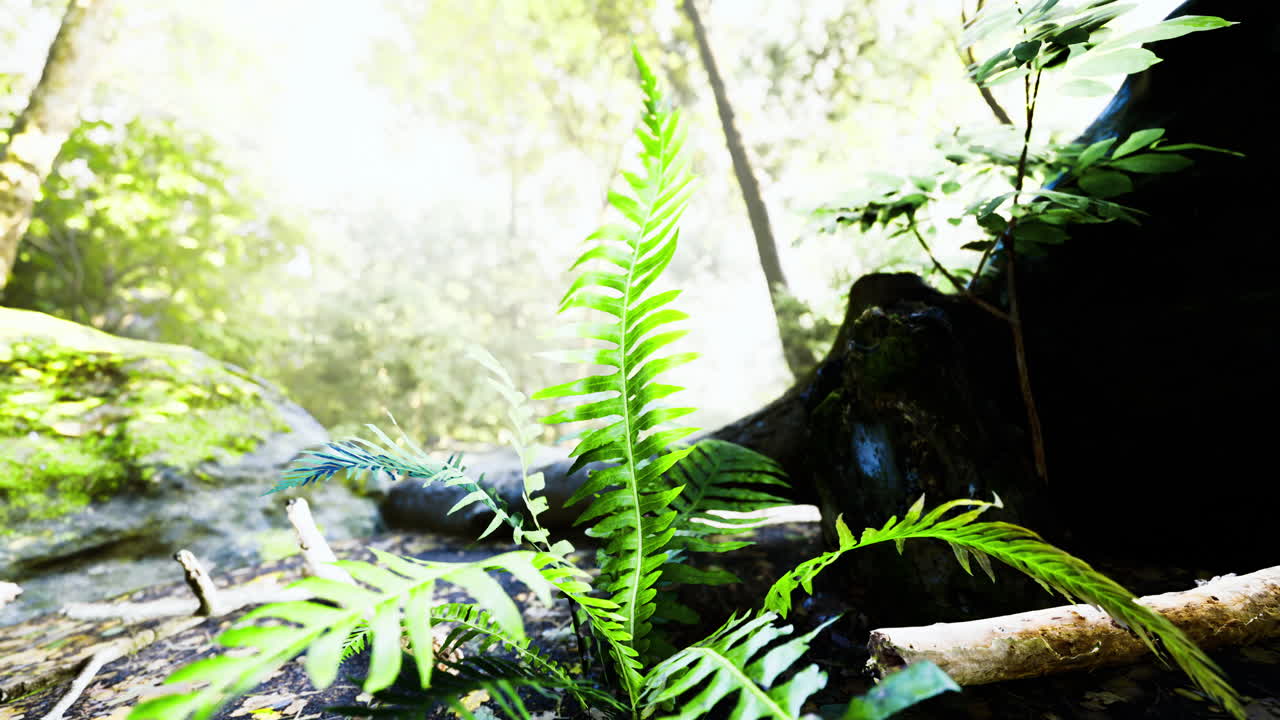 Lush greenery emerges from the forest floor capturing sunlight in the wild