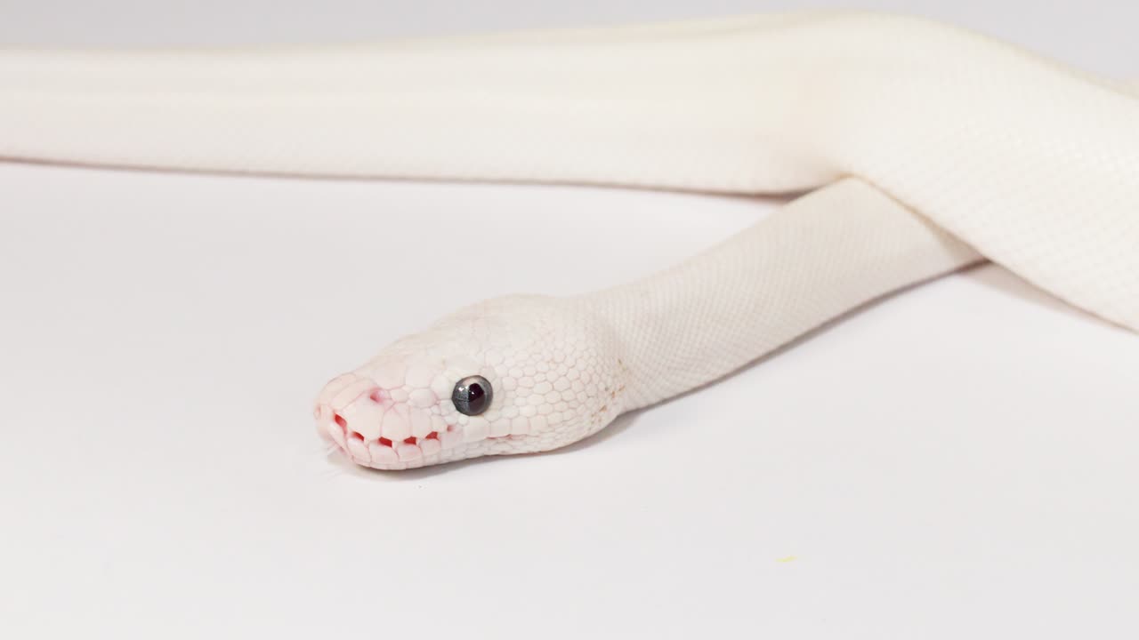 Primo piano di un serpente bianco albino che striscia tranquillamente su uno sfondo da studio bianco senza giunture con illuminazione soffusa
