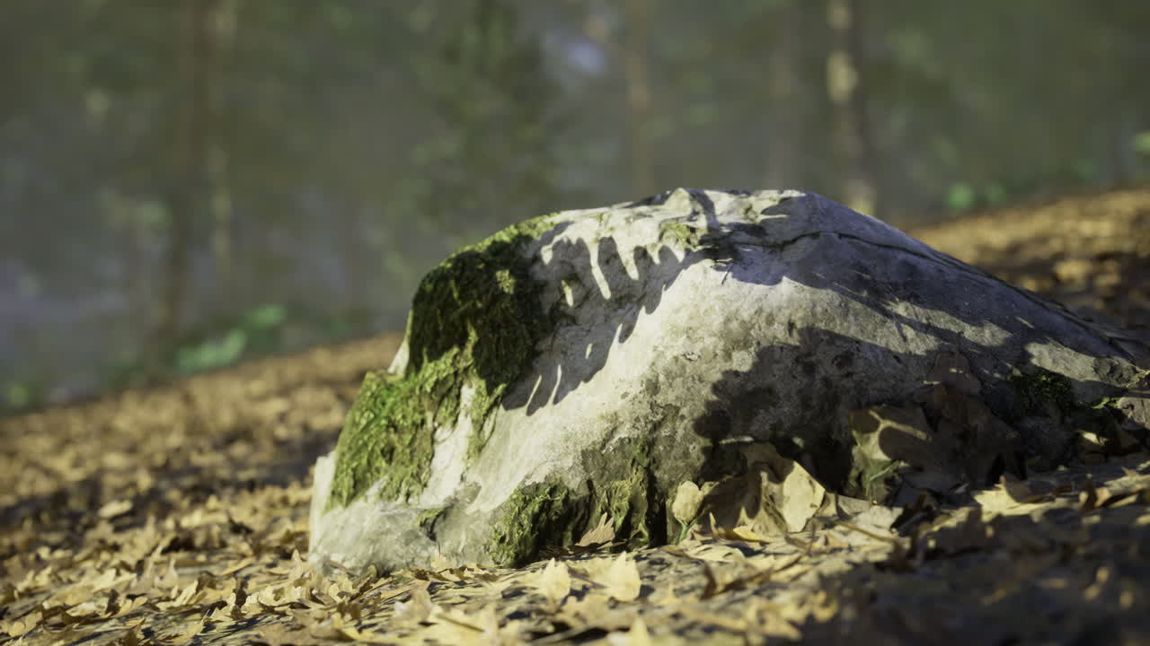 Unique rock formation covered in moss under the forest canopy in nature