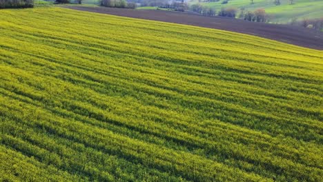 Luftaufnahme-über-Blühendem-Rapsfeld-In-Ländlicher-Landschaft,-Rückwärts