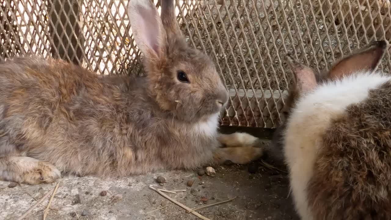 농장 케이지에서 휴식을 취하고 상호 작용하는 토끼