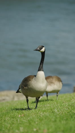 vertical view of canada goose on a sunny day near grassy lakeshore. close-up shot