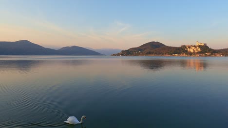 white swan swimming on smooth surface of lake maggiore water with reflection of angera castle in italy