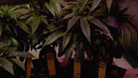 Clones-De-Cannabis-Dyi-Recortes-Marihuana-Thc-Cbd-Cultivo-Casero-En-Una-Tienda-De-Campaña-Con-Luces-Y-Ventilación-Instalación-De-Dormitorio-De-Repuesto-Para-Pasatiempos-A-Pequeña-Escala