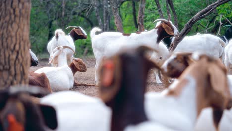 slow-motion-shot-of-goats,-some-sitting-and-some-standing-in-the-middle-of-a-natural-landscape-with-dirt-floor,-plants-and-trees