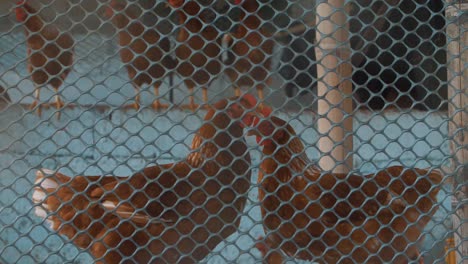 two chickens inside of a cage in slow motion