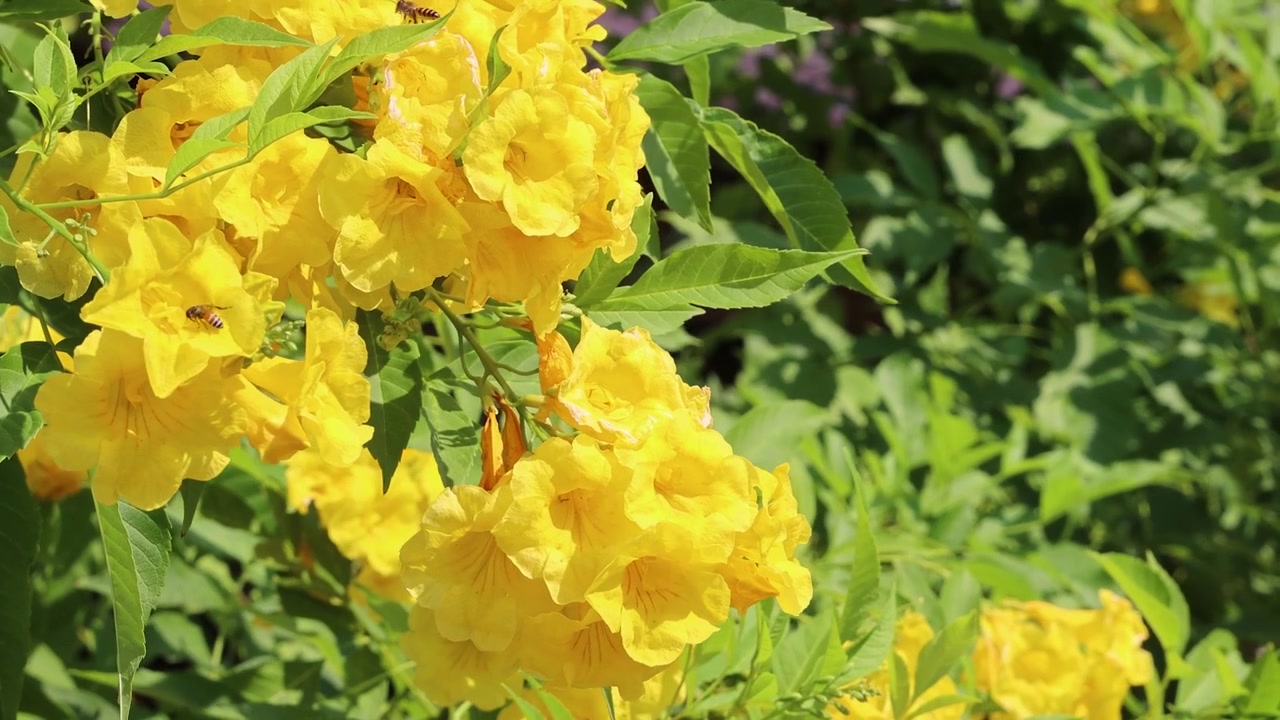 晴れた日、豊かな緑の葉の間で鮮やかな黄色のトランペット型の花が優しく揺れている。