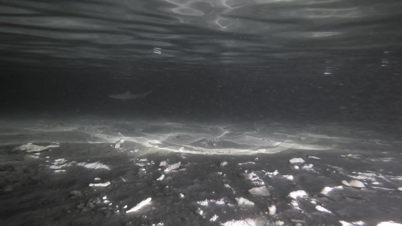 A faint, distant blacktip reef shark glides leftward through dark, shallow water above a sandy coral-rubble seabed in the Maldives, filmed in a static underwater wide shot.