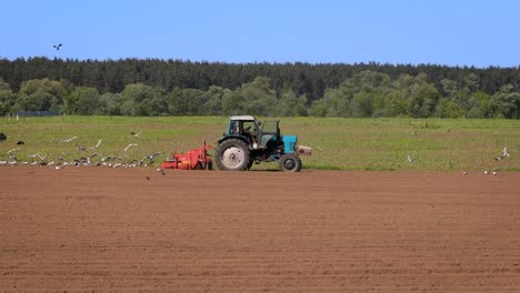 Agricultural-work-on-a-tractor-farmer-sows-grain.-Hungry-birds-are-flying-behind-the-tractor,-and-eat-grain-from-the-arable-land.