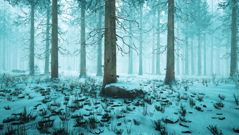 Winter-In-Einem-Fichtenwald,-Bedeckt-Mit-Weißem,-Flauschigem-Schnee