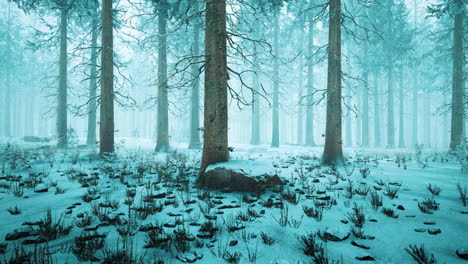 winter in a spruce forest covered with white fluffy snow