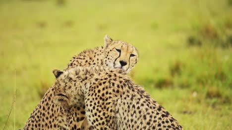 movimiento lento de los animales en la lluvia, leopardo madre aseo lamer la piel, cuidar y cuidar del cachorro mientras llueve en la temporada de lluvias, húmedo de cerca filmado en masai mara, áfrica en masai mara