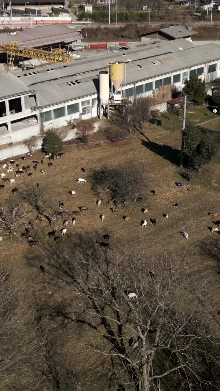 Goats grazing near an industrial building