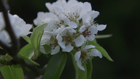 Pear-tree-blossoming-with-white-flowers-during-Spring-in-the-Pacific-Northwest