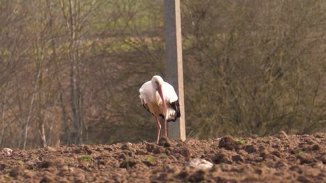 la cigüeña blanca camina por el campo agrícola, busca y come alimento del suelo fértil