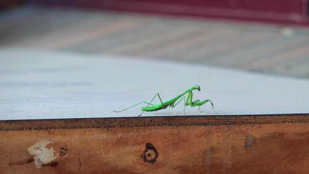 Green Praying Mantis Rocking Backwards And Forwards On Wooden Outside Table, Daytime, Maffra, Gippsland, Victoria, Australia