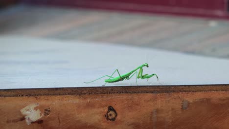 green praying mantis rocking backwards and forwards on wooden outside table, daytime, maffra, gippsland, victoria, australia