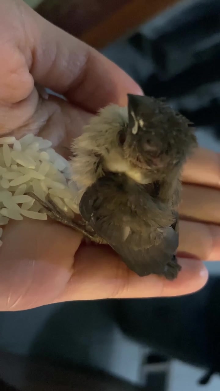 Small Baby Bird Resting in Human Hand with Rice