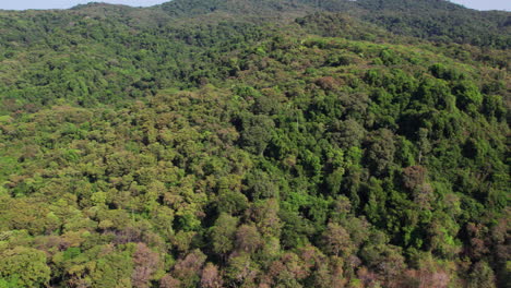 Langsame-Schwenkaufnahme,-Die-Den-Wunderschönen-Regenwald-Auf-Der-Insel-Cebaco-Offenbart