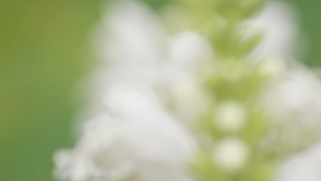 a bumblebee lands on a white flower of obedient plant to collect pollen and nectar to make honey - extreme close up macro shot in slow motion