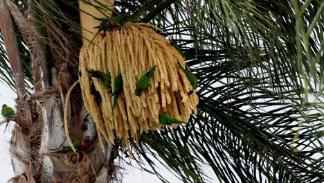 colorful bird eating among palm tree branches