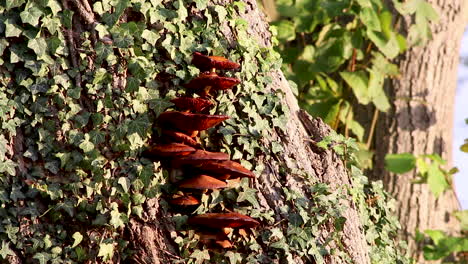 Orange coloured fungi growing on a living tree trunk in the village of Wing in the county of Rutland, United Kingdom