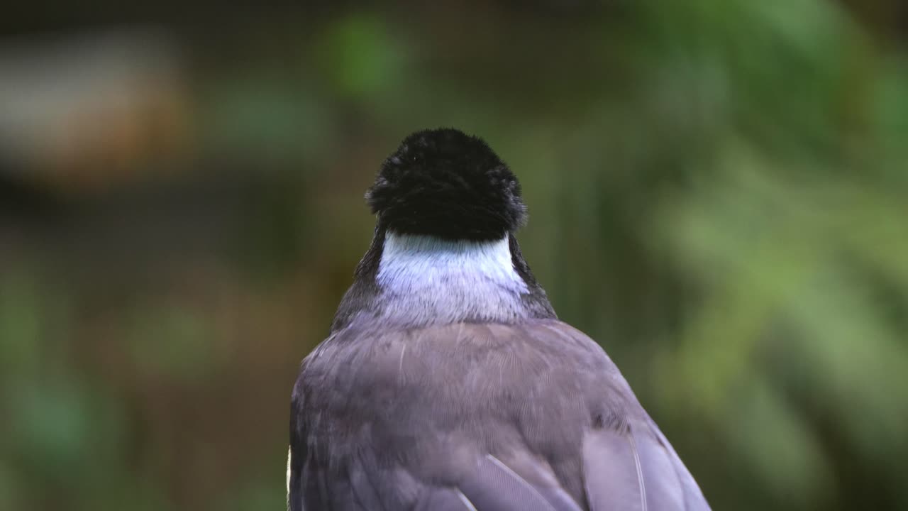 Una Ghiandaia ciuffosa (cyanocorax chrysops) che si guarda intorno con curiosità, primo piano.