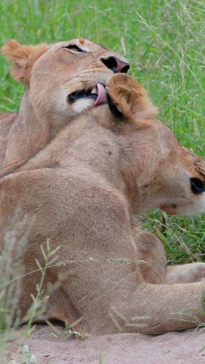 Two majestic lionesses grooming and resting together in the tall grass of Kruger National Park, showcasing authentic wildlife behavior.