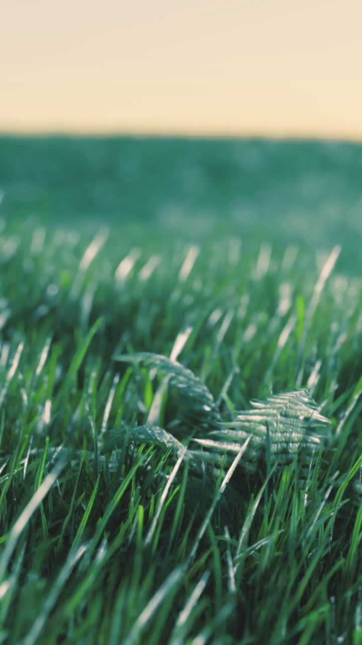Green grass swaying gently under the morning light in a serene landscape