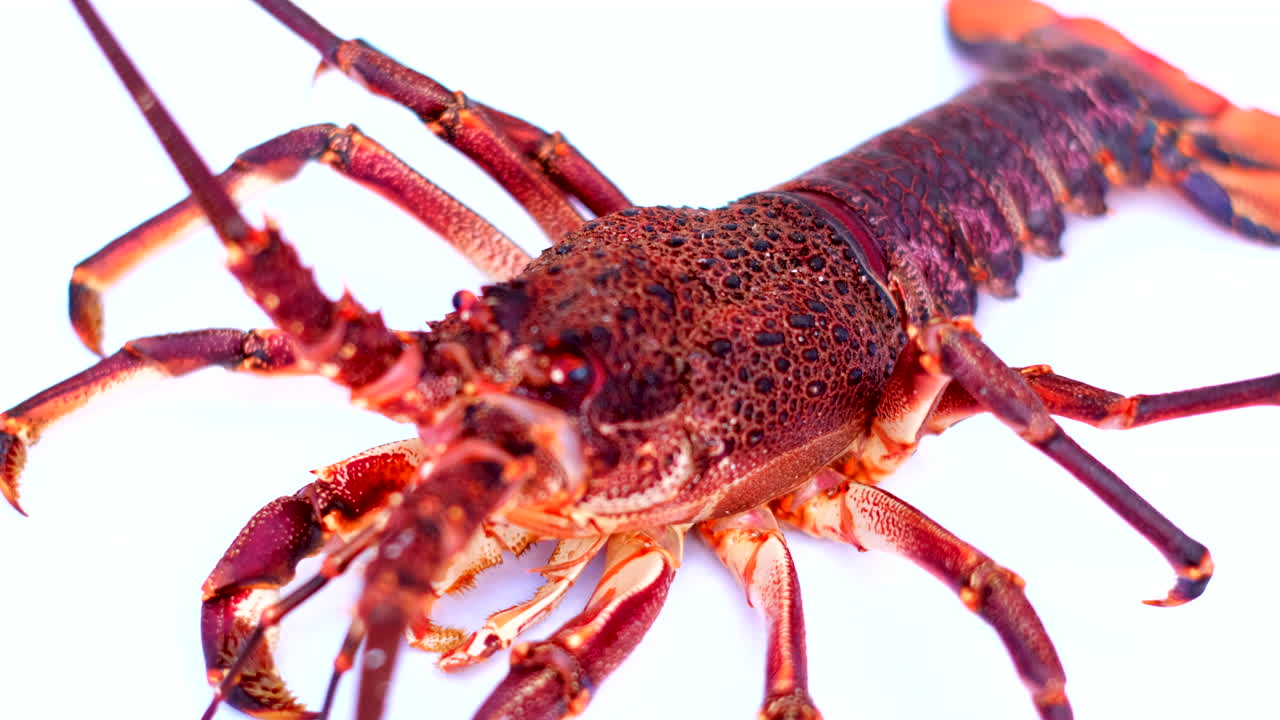 Rack focus shot of live spiny crayfish with antennae on white background