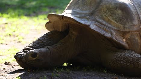 a giant tortoise resting on the ground