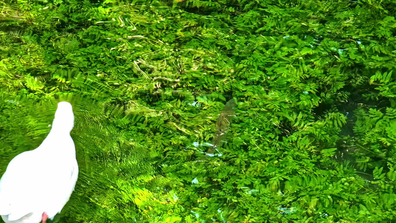 White Duck and Trout in a Lush Green Stream
