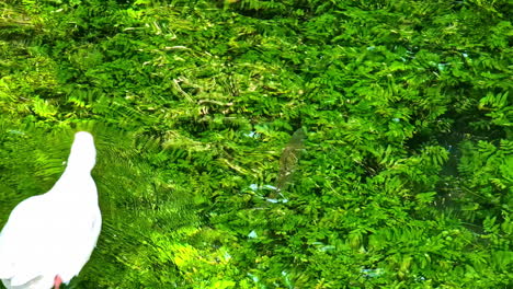 white duck and trout in a lush green stream
