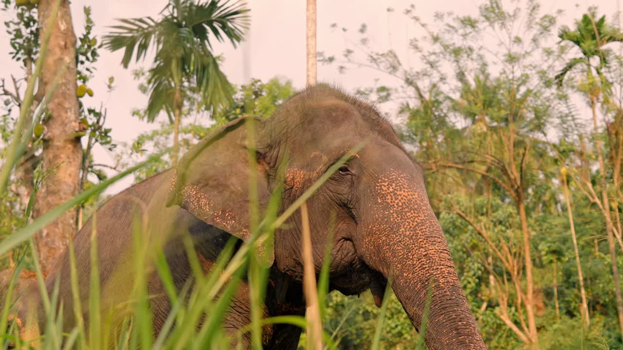 Close-up footage of Asian elephants in the jungle of Sri Lanka during sunset.