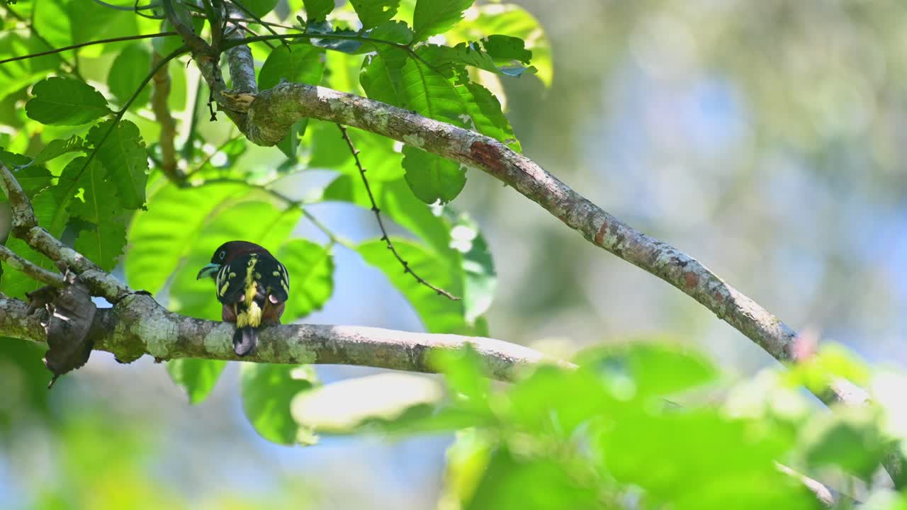 줄무늬 broadbill, eurylaimus javanicus, 카오 야이 국립 공원, 태국