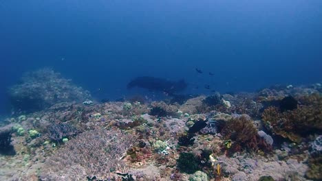 a black mantaray swims close to the surface to get cleaned by reef fish