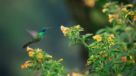 Un-Hermoso-Colibrí-Se-Alimenta-De-Una-Flor