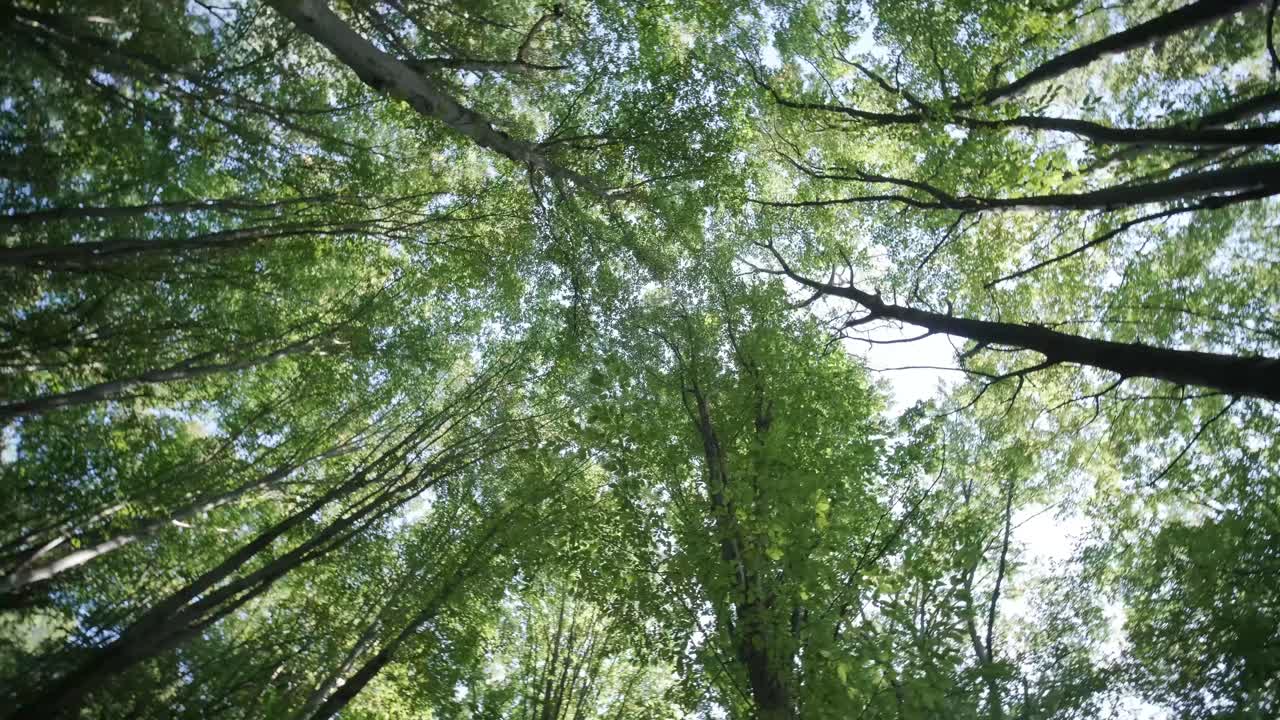 vista de abajo hacia arriba del frondoso follaje verde de los árboles con el sol de la tarde. caminando por el bosque con grandes árboles verdes. fondo de verano