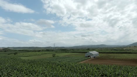 在多米尼加共和國的煙草種植園上空