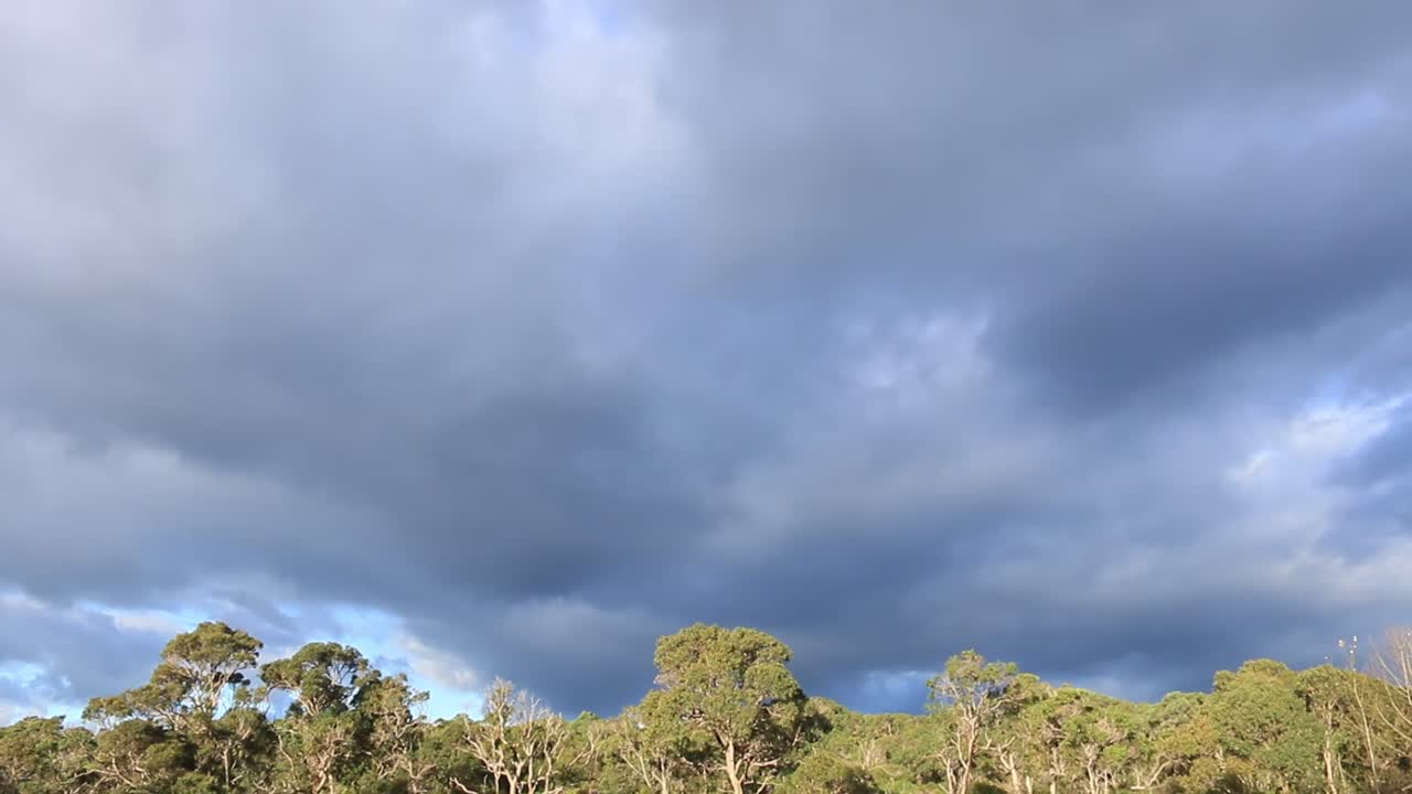 inclinación hacia abajo clip de cielo nublado para revelar la línea de árboles del bosque atrapando el sol