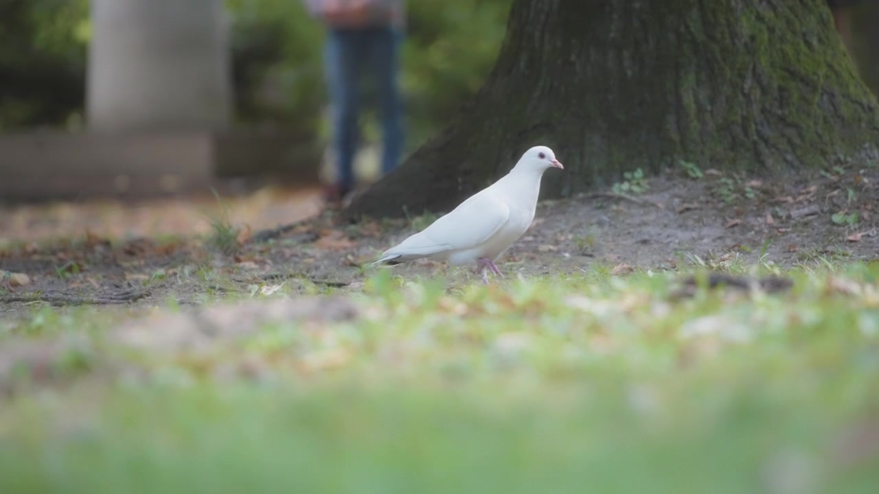 Un piccione bianco che cammina nel parco