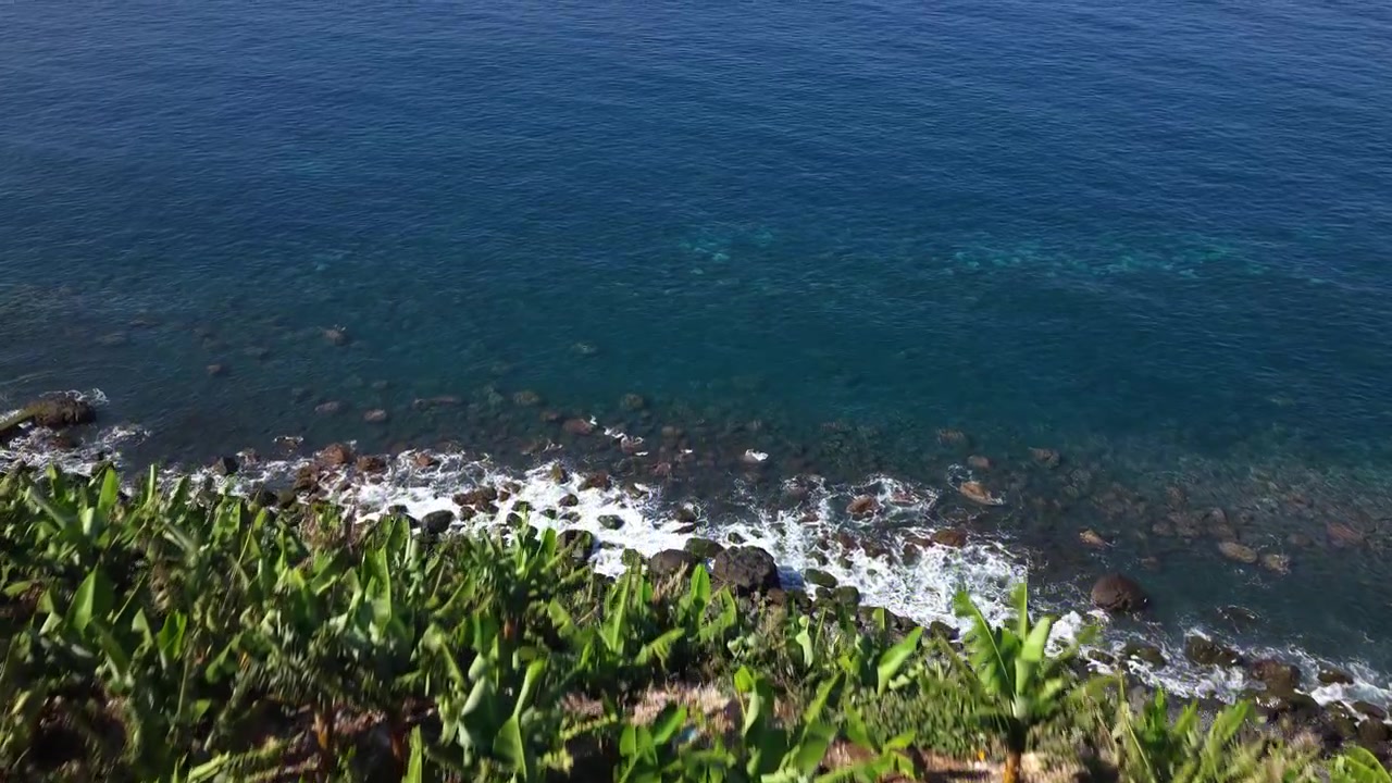 Plan drone de bananiers luxuriants sur les falaises côtières ensoleillées de l'île de Madère, révélant la plantation d'un vert éclatant se détachant sur l'Atlantique bleu scintillant, capturée par une lumière du jour éclatante.