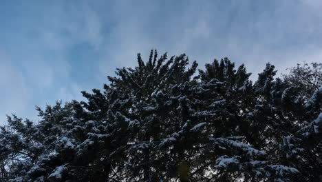 snowy branches of cedar trees against moving clouds in sky, timelapse