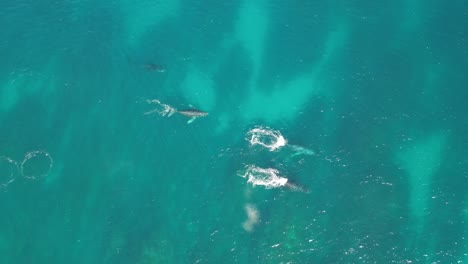 aerial view of humpback whales in the ocean