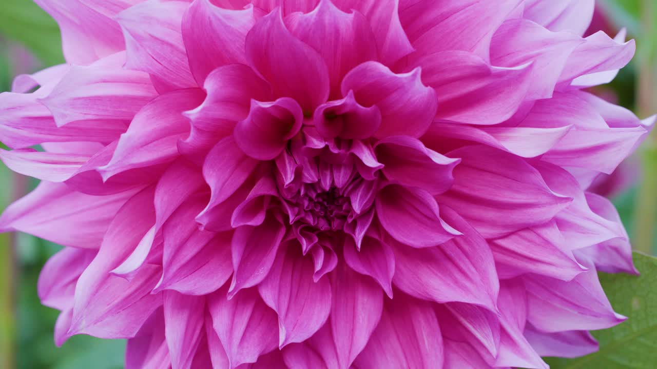 Vista macro di un vivace fiore di dalia rosa, luce naturale, movimento minimo della fotocamera, sfondo lussureggiante