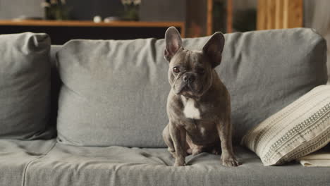 bulldog dog sitting on sofa in living room