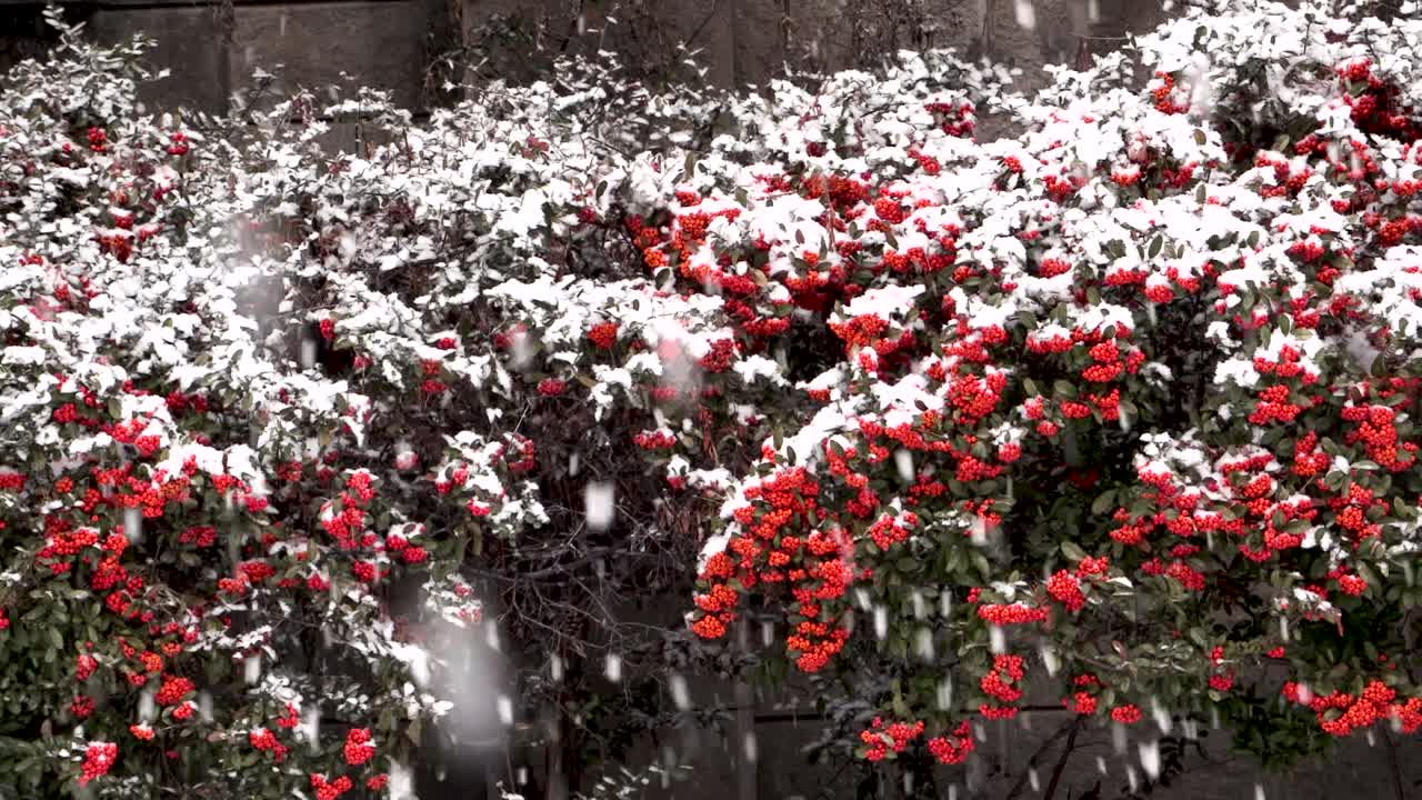 은 베리 덤불 에 눈 이 내리는 것