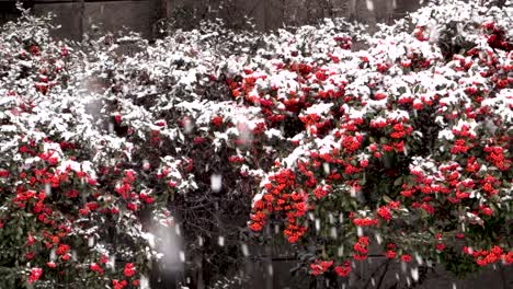 snow falling on a red berry bush